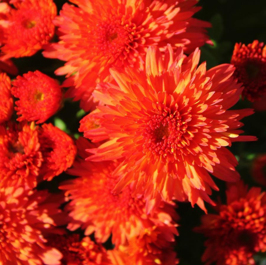 465 Mum, Orange Makenna Orange - View 12 from www redcrocus com