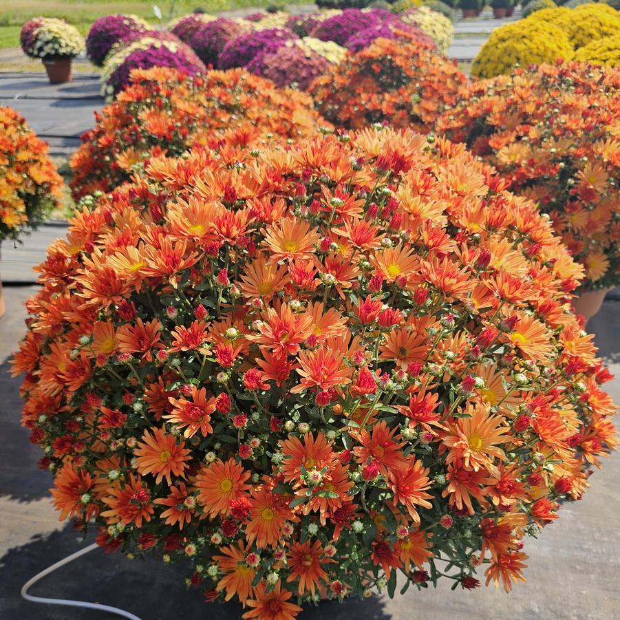 465 Mum, Orange Makenna Orange - View 13 from www redcrocus com