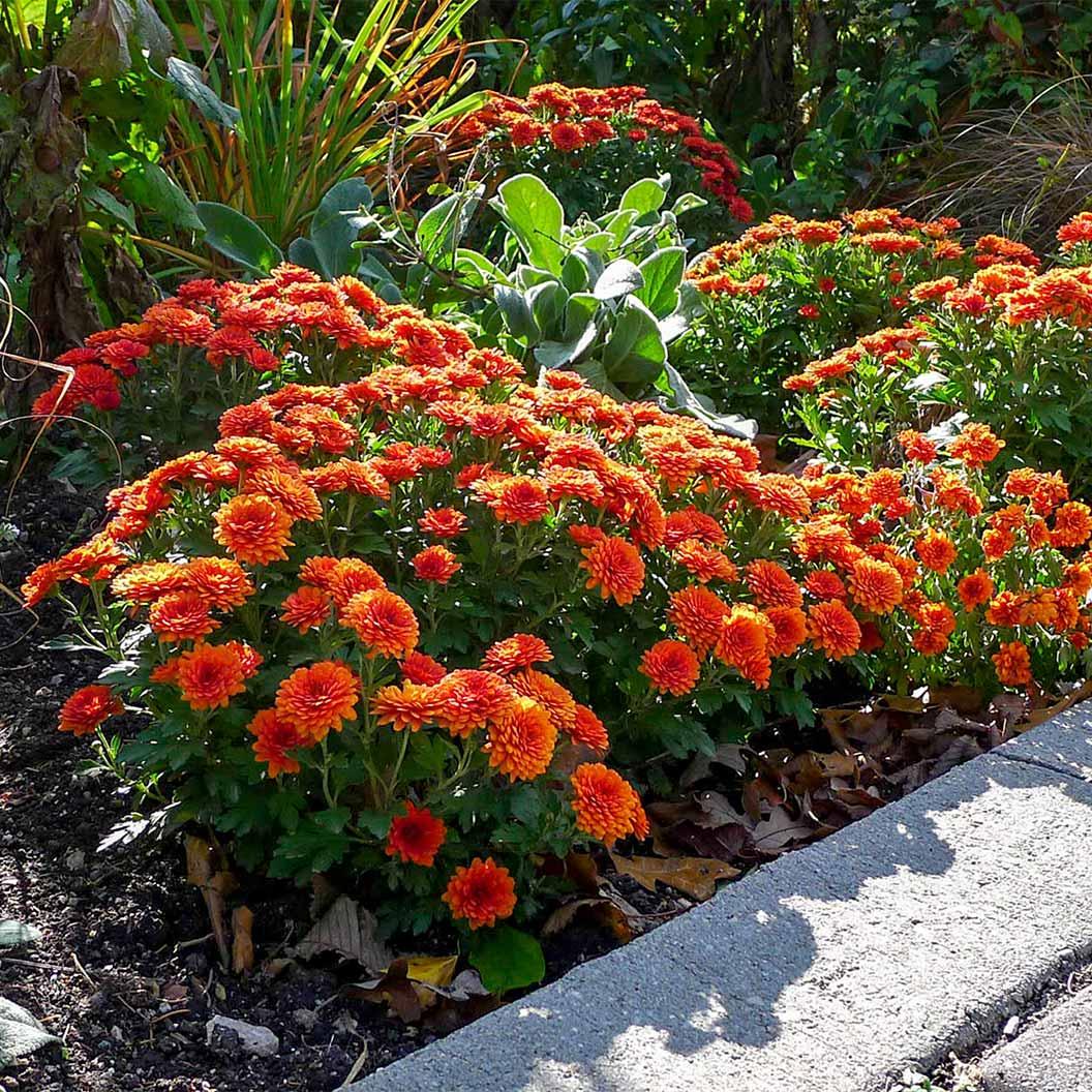 465 Mum, Orange Makenna Orange - View 14 from www redcrocus com