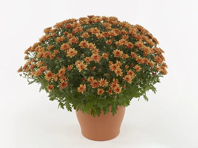 465 Mum, Orange Makenna Orange - View 15 from www redcrocus com