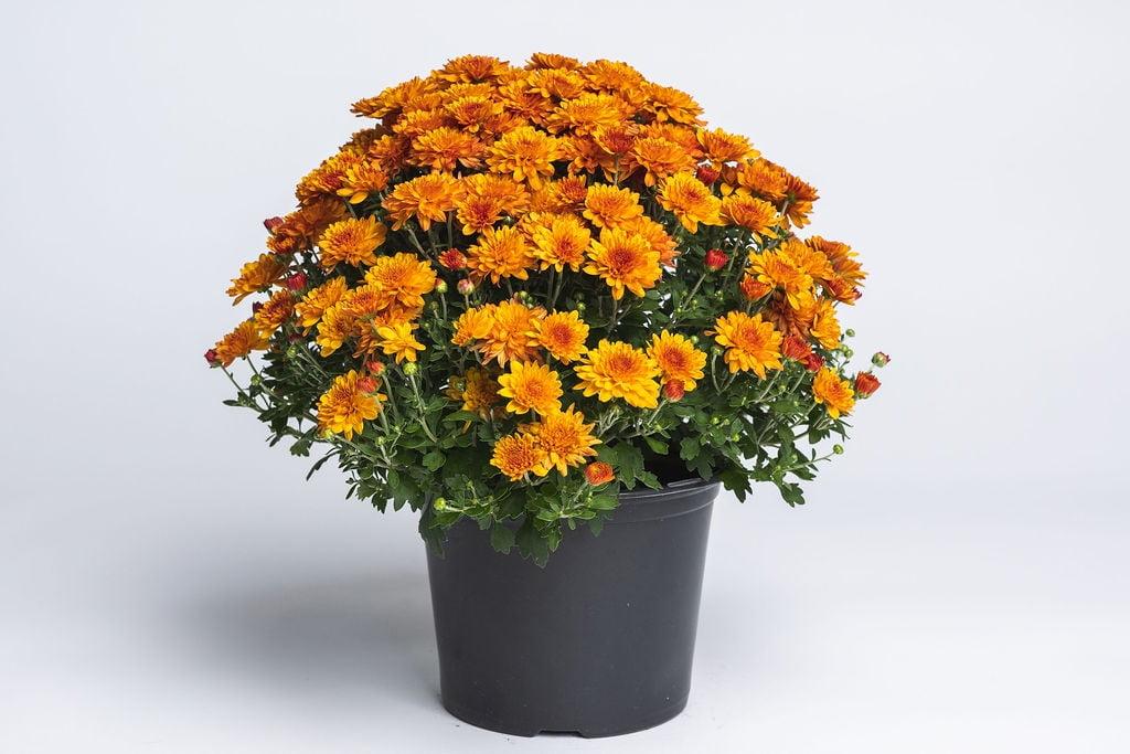 465 Mum, Orange Makenna Orange - View 16 from www redcrocus com