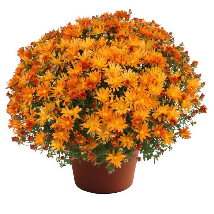 465 Mum, Orange Makenna Orange - View 18 from www redcrocus com