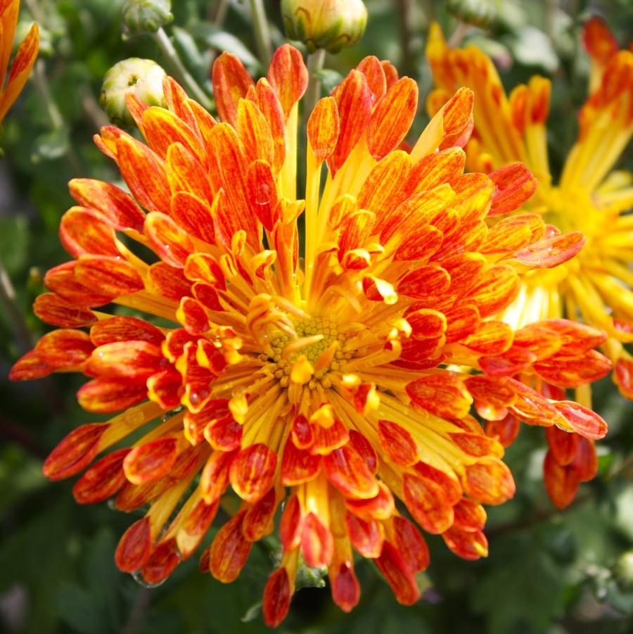 465 Mum, Orange Makenna Orange - View 19 from www redcrocus com