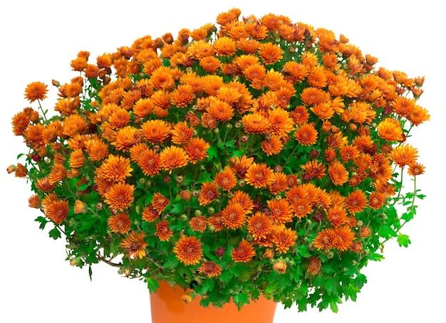 465 Mum, Orange Makenna Orange - View 21 from www redcrocus com