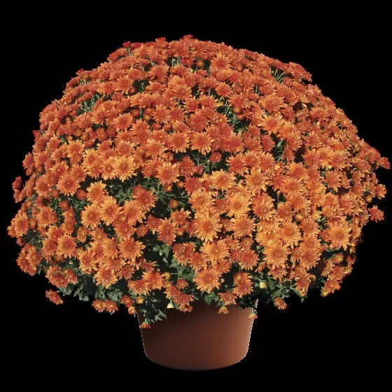 465 Mum, Orange Makenna Orange - View 3 from www redcrocus com