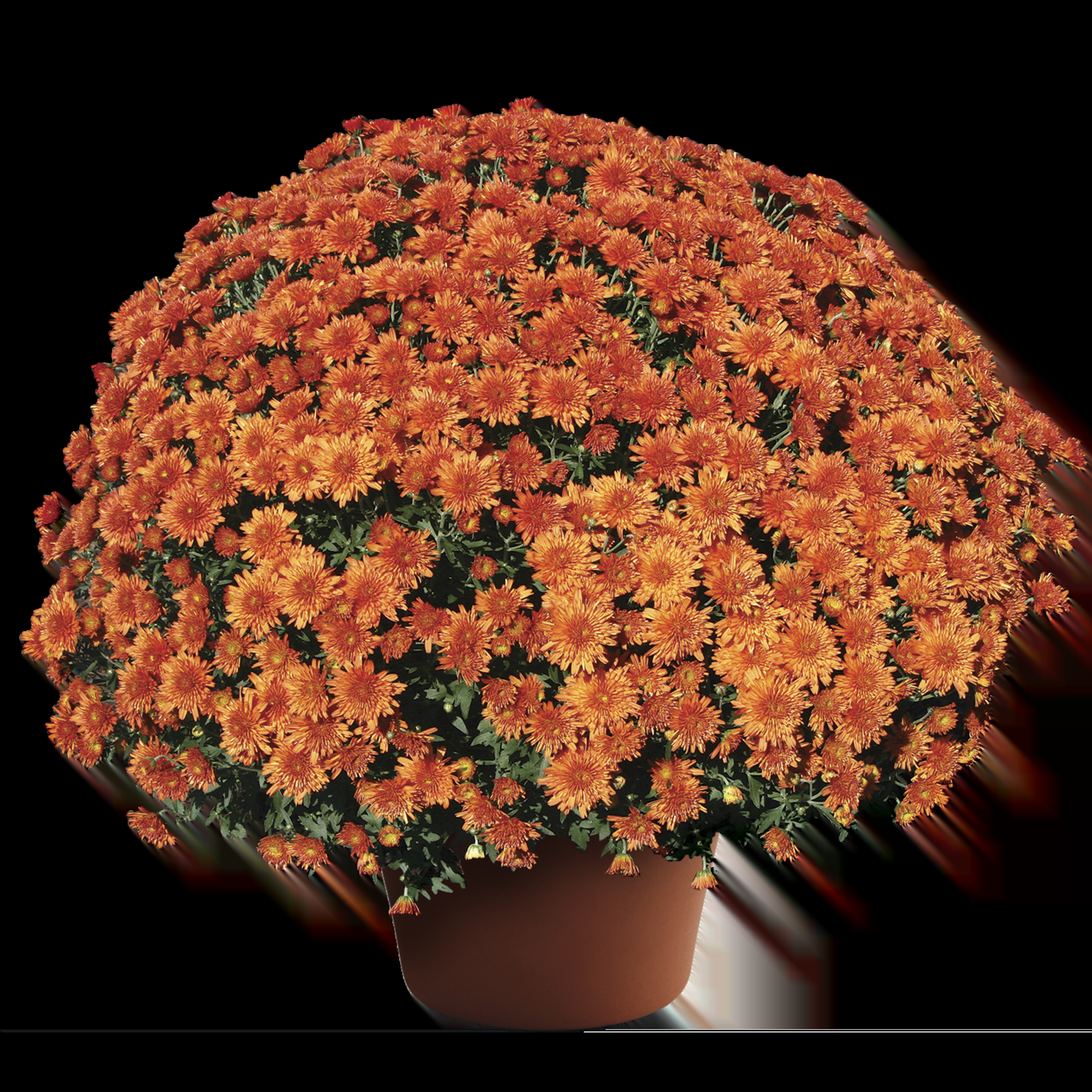 465 Mum, Orange Makenna Orange - View 5 from www redcrocus com
