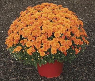 465 Mum, Orange Makenna Orange - View 6 from www redcrocus com