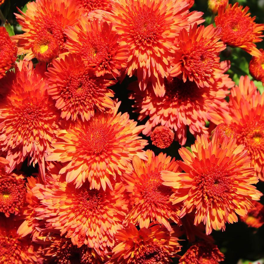 465 Mum, Orange Makenna Orange - View 8 from www redcrocus com