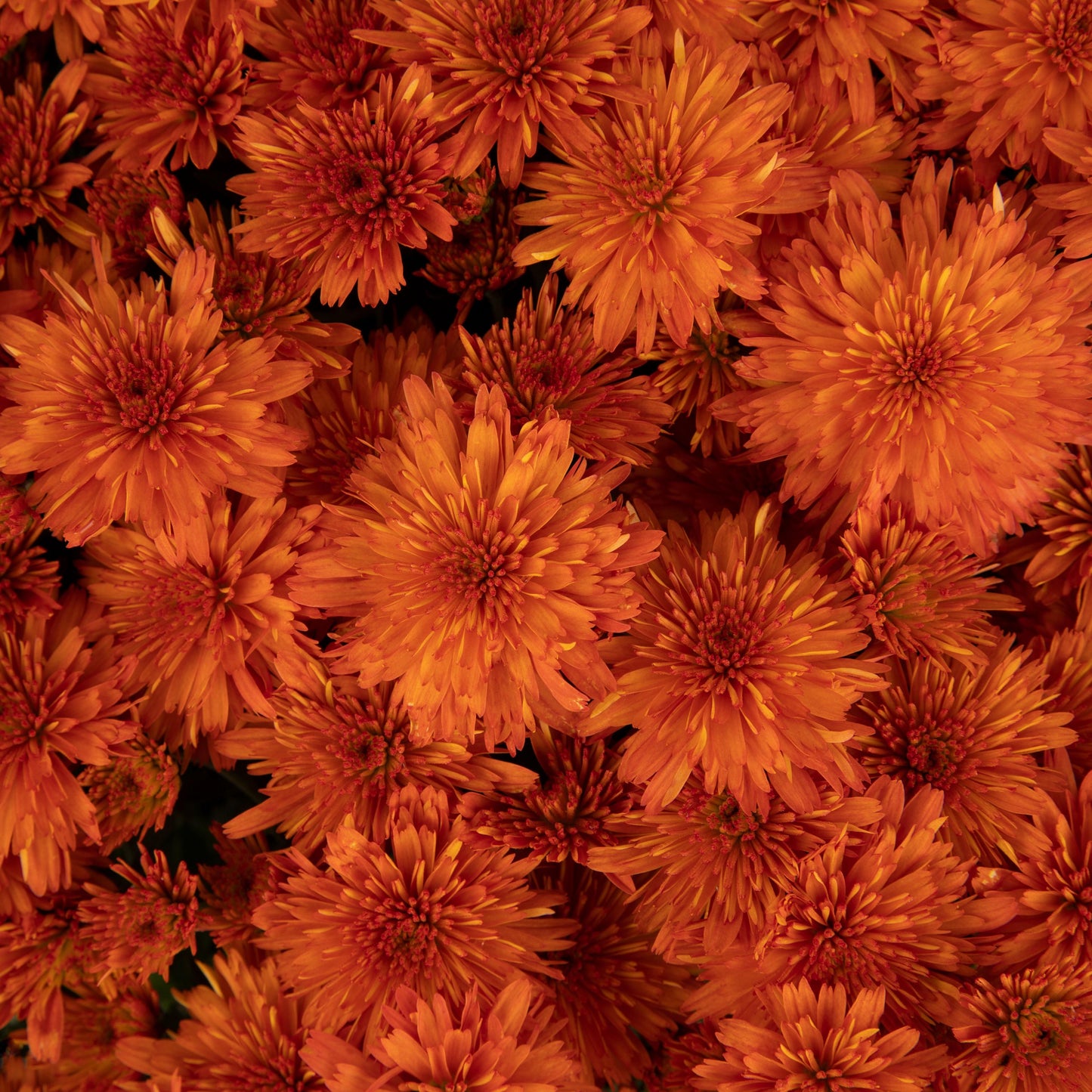 465 Mum, Orange Makenna Orange - View 9 from www redcrocus com