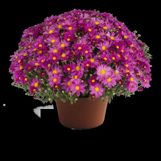 634 Mum, Pink Demi Pink - View 2 from www redcrocus com