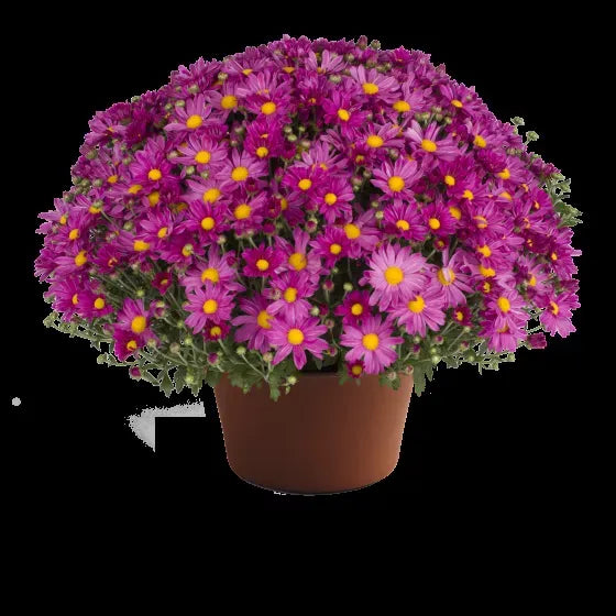 634 Mum, Pink Demi Pink - View 6 from www redcrocus com