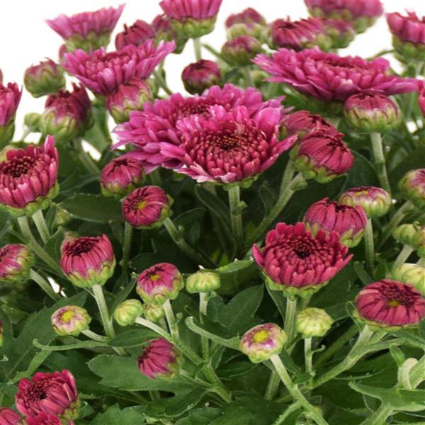 634 Mum, Pink Demi Pink - View 7 from www redcrocus com
