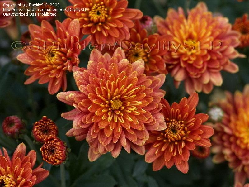 176 Mum Orange Padre Orange - View 6 from www redcrocus com