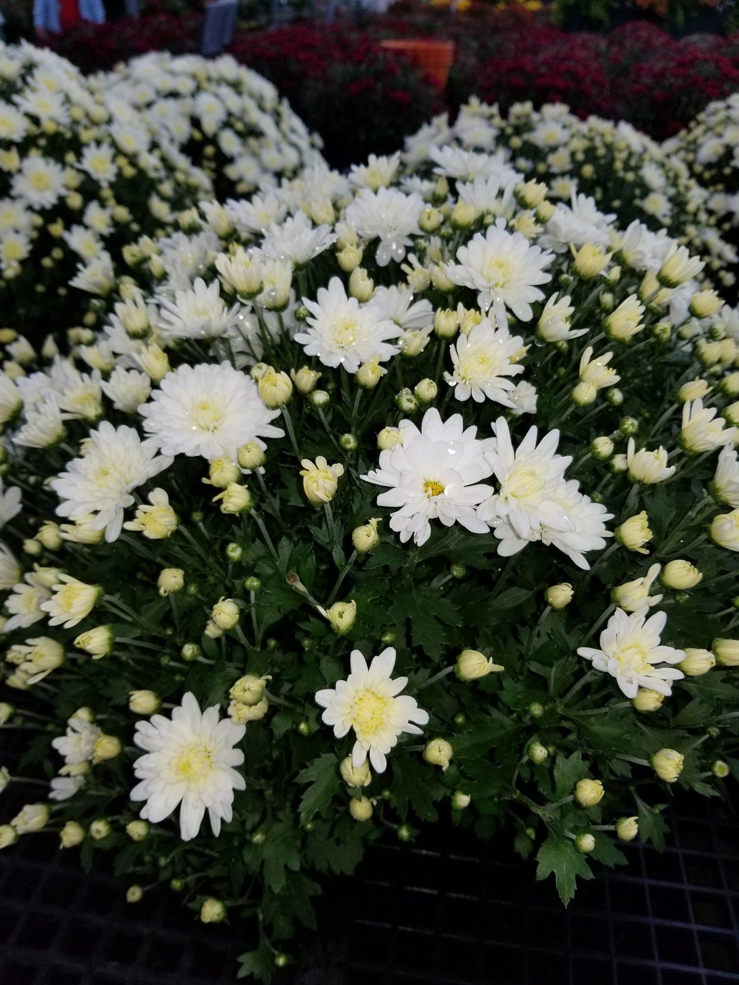 195 Mum White Padre White - View 13 from www redcrocus com