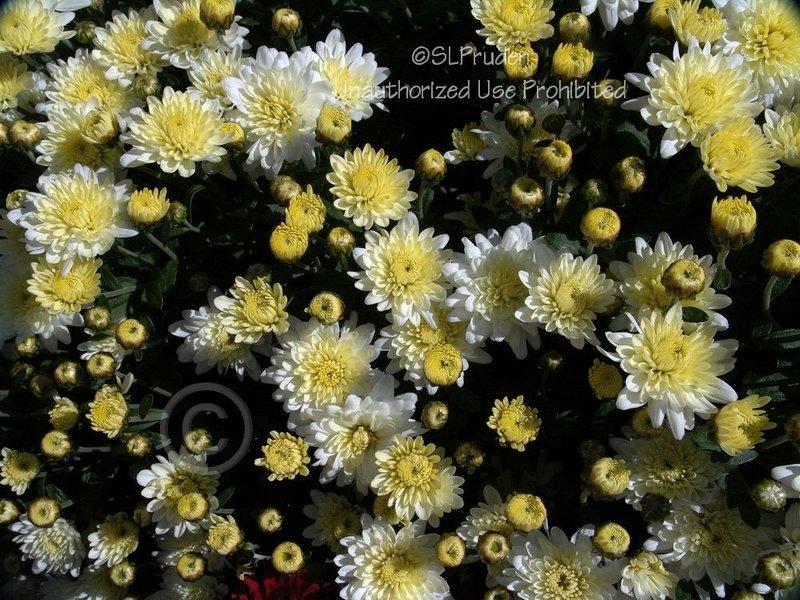 195 Mum White Padre White - View 3 from www redcrocus com