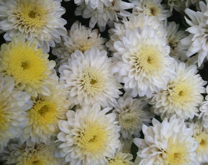 195 Mum White Padre White - View 4 from www redcrocus com