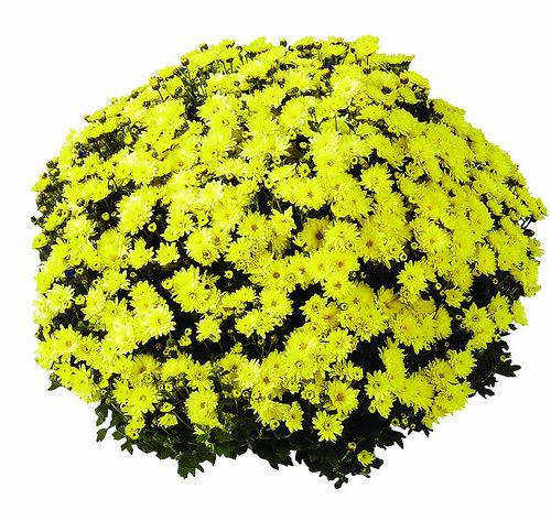 227 Mum Yellow Padre Yellow - View 10 from www redcrocus com