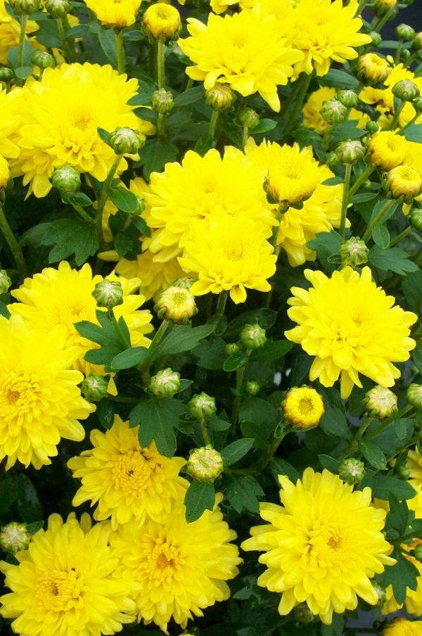 227 Mum Yellow Padre Yellow - View 2 from www redcrocus com