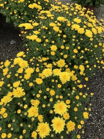 227 Mum Yellow Padre Yellow - View 3 from www redcrocus com