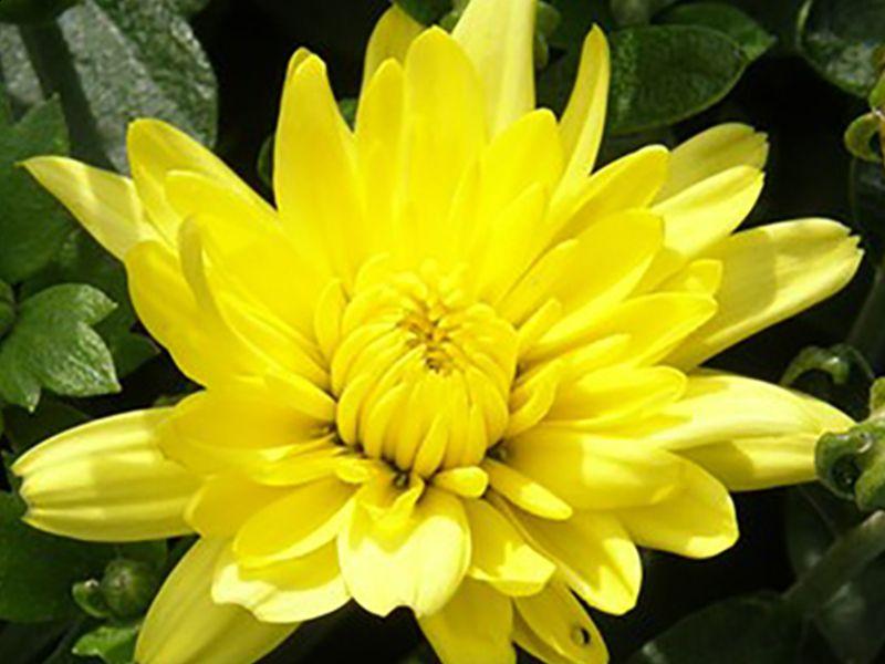 227 Mum Yellow Padre Yellow - View 6 from www redcrocus com