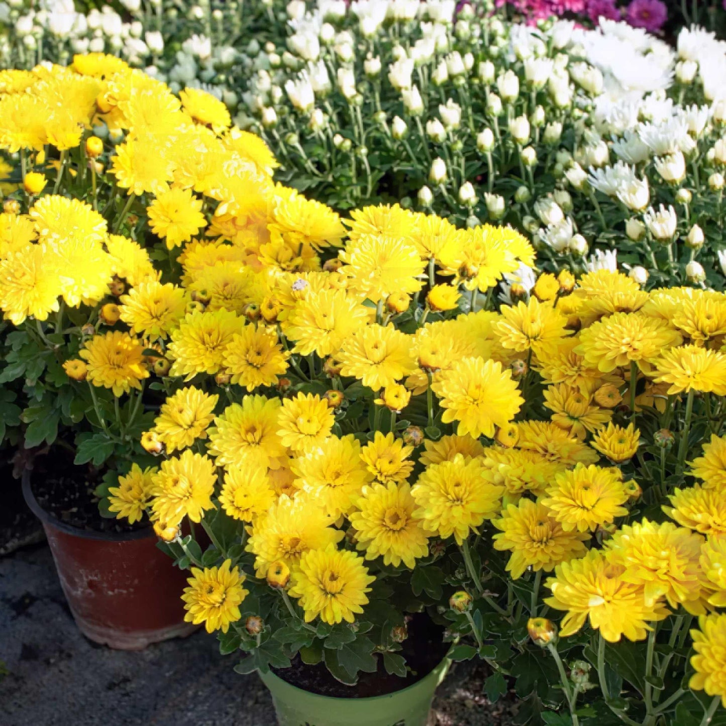 227 Mum Yellow Padre Yellow - View 7 from www redcrocus com
