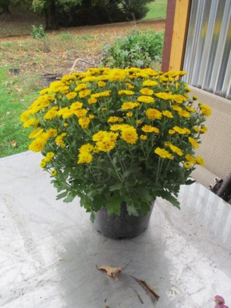 254 Mum Yellow Bethany Yellow - View 5 from www redcrocus com