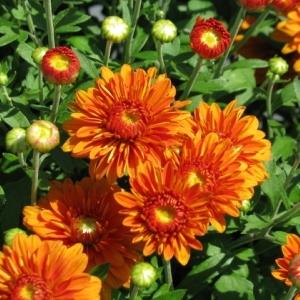 271 Mum Orange Hannah Orange - View 2 from www redcrocus com