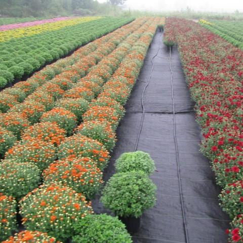 271 Mum Orange Hannah Orange - View 4 from www redcrocus com