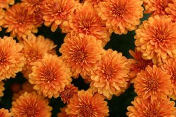 271 Mum Orange Hannah Orange - View 5 from www redcrocus com