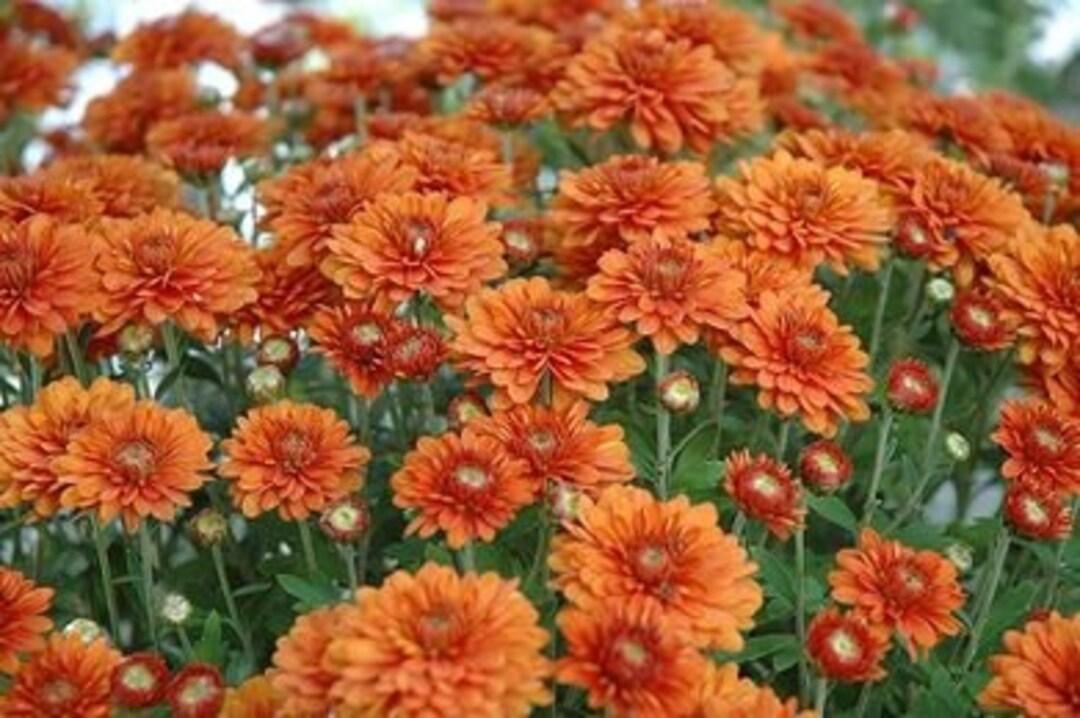 271 Mum Orange Hannah Orange - View 6 from www redcrocus com