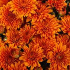 271 Mum Orange Hannah Orange - View 8 from www redcrocus com