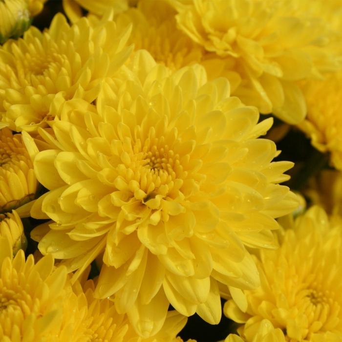 300 Mum Yel Dawn Yellow - View 5 from www redcrocus com