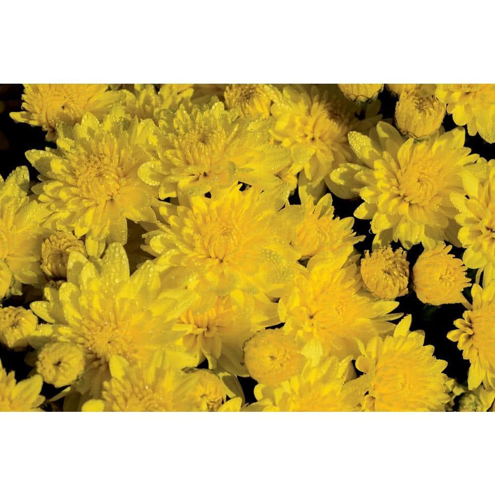 300 Mum Yel Dawn Yellow - View 9 from www redcrocus com