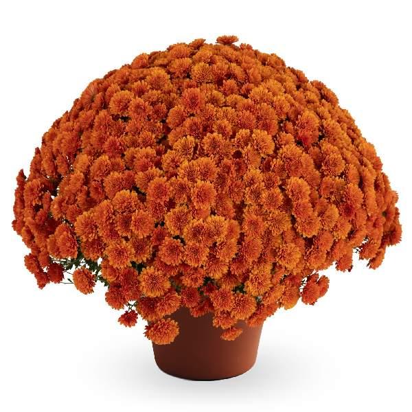 313 Mum Bronze Electra Amber - View 3 from www redcrocus com
