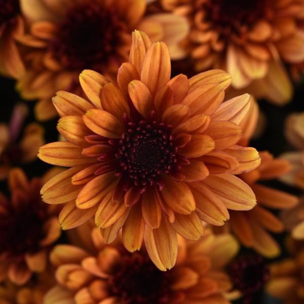 313 Mum Bronze Electra Amber - View 6 from www redcrocus com