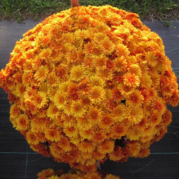 318 Mum Orange Mika Orange - View 3 from www redcrocus com