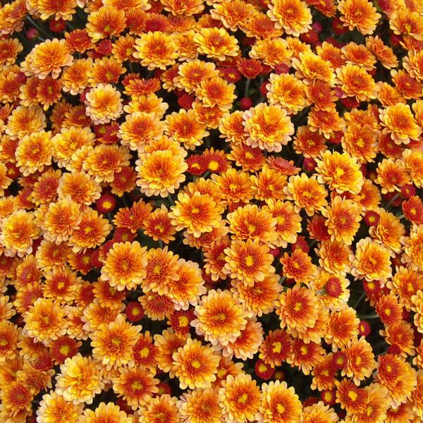 321 Mum Orange Staviski Orange - View 4 from www redcrocus com
