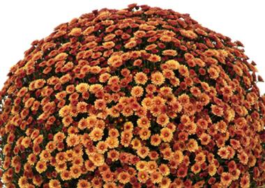 321 Mum Orange Staviski Orange - View 9 from www redcrocus com