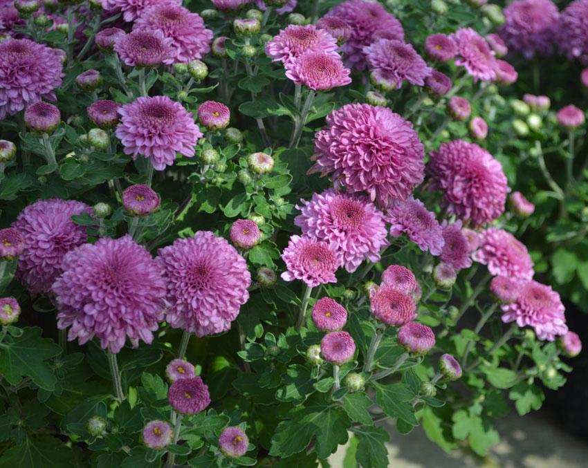 330 Mum Purple Amiko Violet Purple - View 14 from www redcrocus com