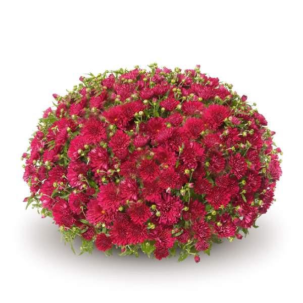 357 Mum Red Pobo Red - View 5 from www redcrocus com