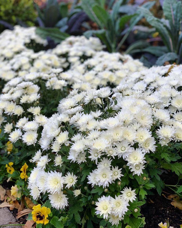 359 Mum White Lesconil White - View 7 from www redcrocus com