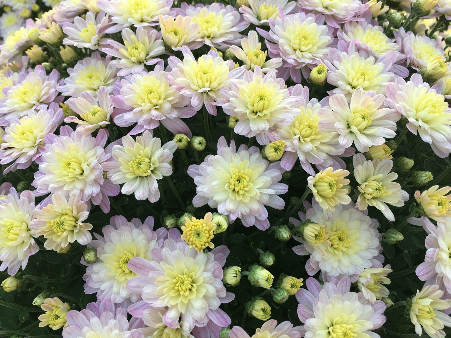 359 Mum White Lesconil White - View 9 from www redcrocus com