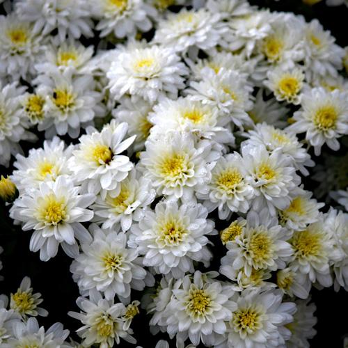 365 Mum White Starburst White - View 13 from www redcrocus com