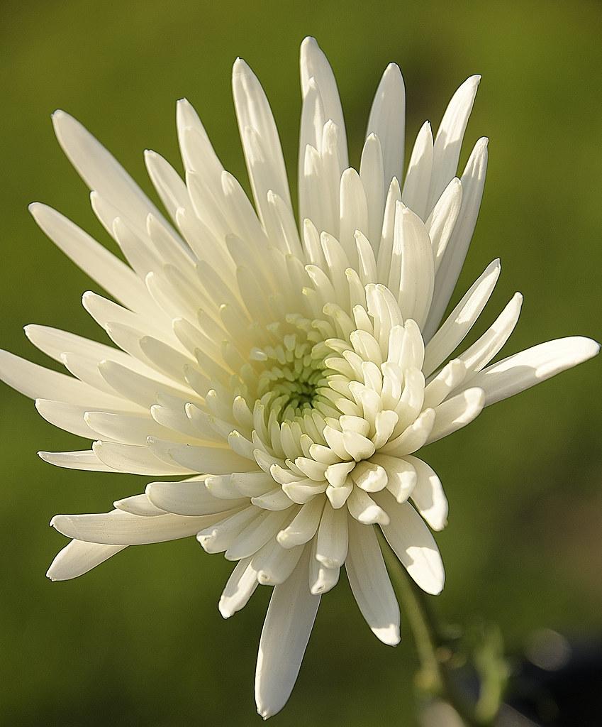 365 Mum White Starburst White - View 14 from www redcrocus com