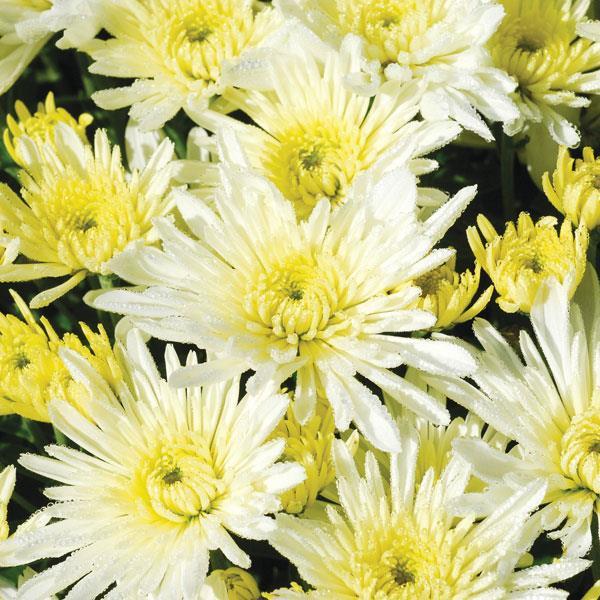 365 Mum White Starburst White - View 2 from www redcrocus com