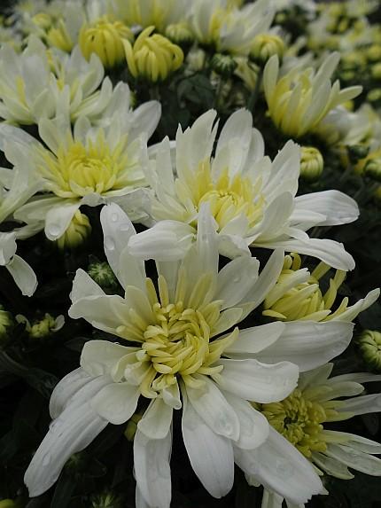 365 Mum White Starburst White - View 3 from www redcrocus com