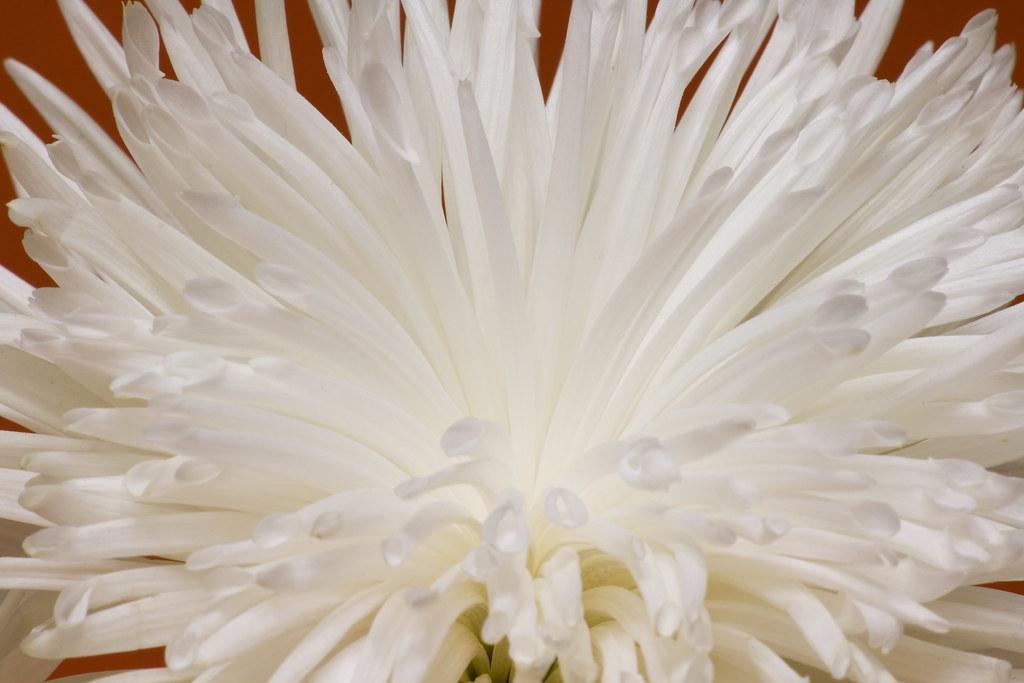 365 Mum White Starburst White - View 4 from www redcrocus com