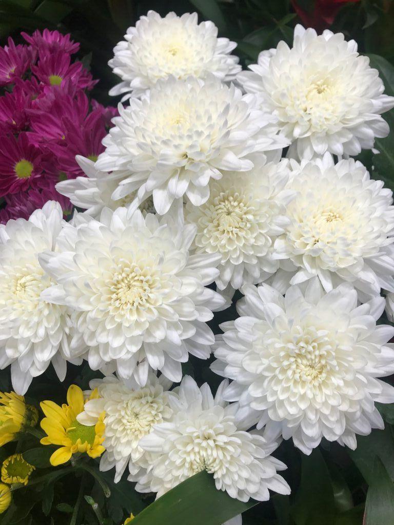 365 Mum White Starburst White - View 6 from www redcrocus com