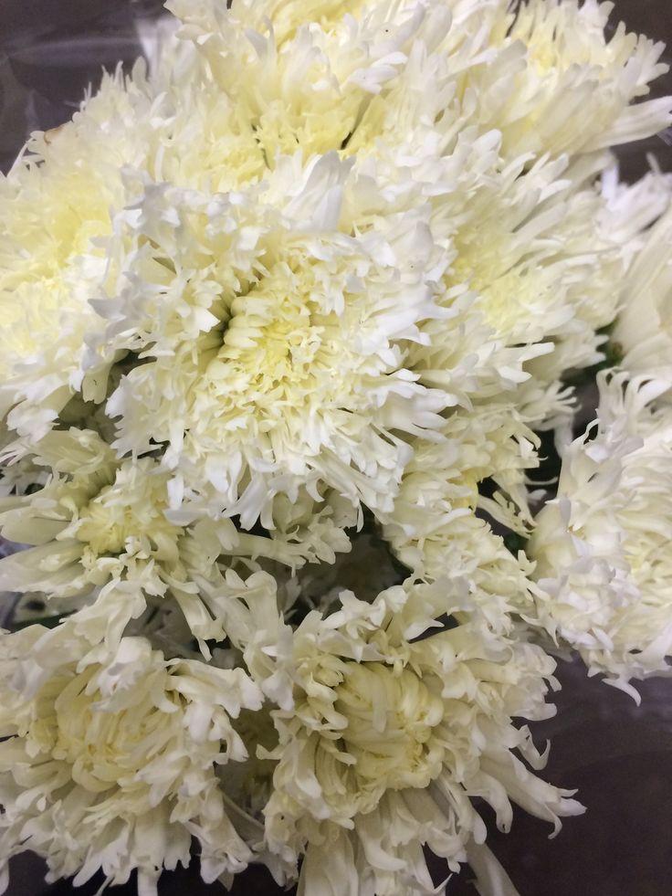365 Mum White Starburst White - View 9 from www redcrocus com