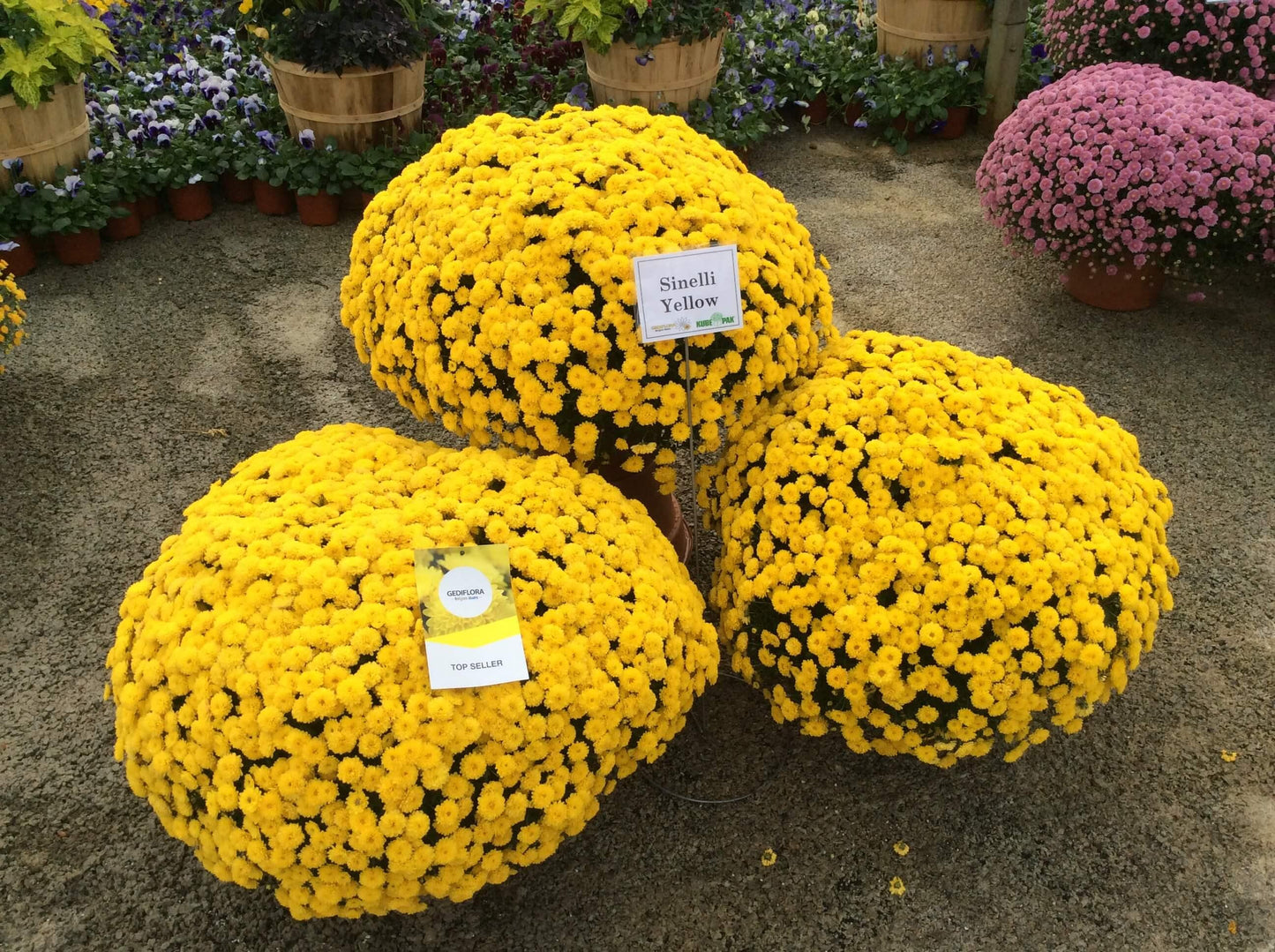 375 Mum Yellow Sinelli Yellow - View 3 from www redcrocus com